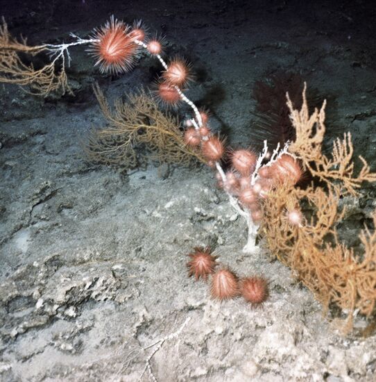 Indian Ocean Plant Kingdom