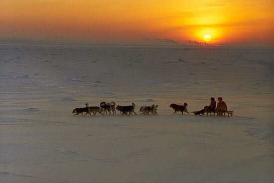 TEAM OF DOGS NORTH