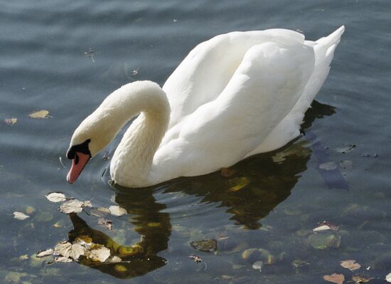 SWAN