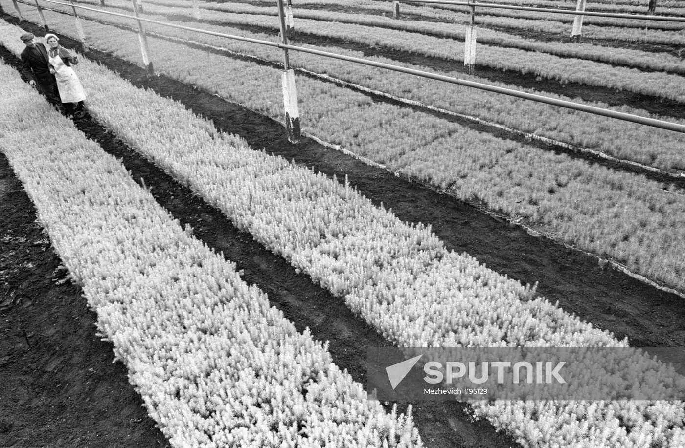 TREE FARM