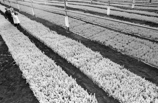 TREE FARM