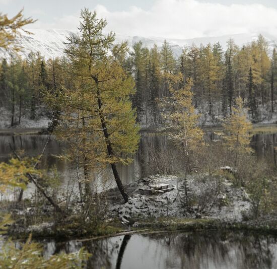 FALL FOREST