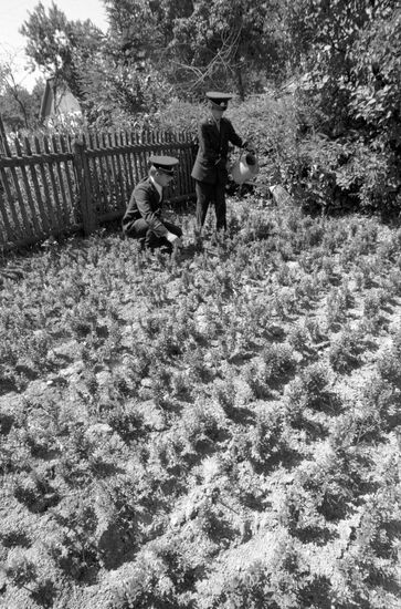 SEEDLINGS FOREST CUTTING