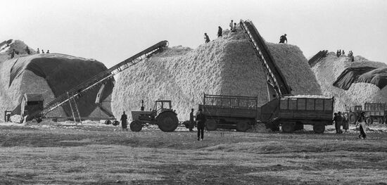 COTTON STORING BUNKERS