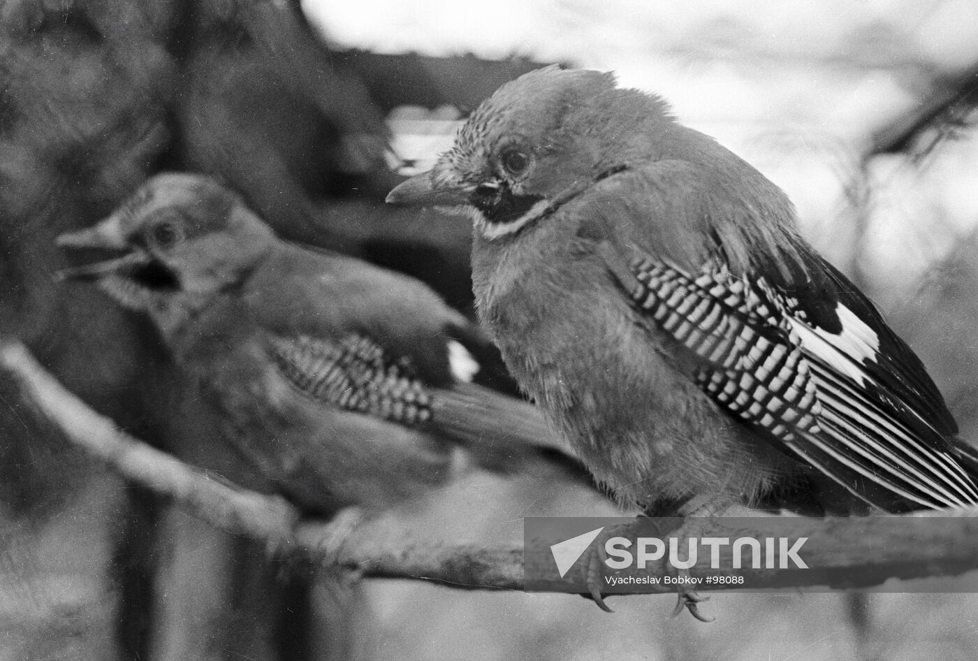 JAY NESTLINGS 