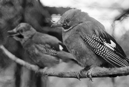 JAY NESTLINGS 