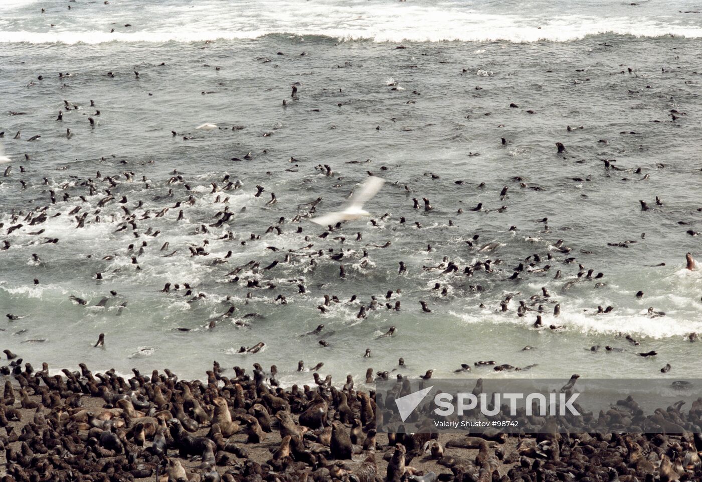 TYULENY BREEDING- GROUND FUR-SEALS SEA-LIONS 