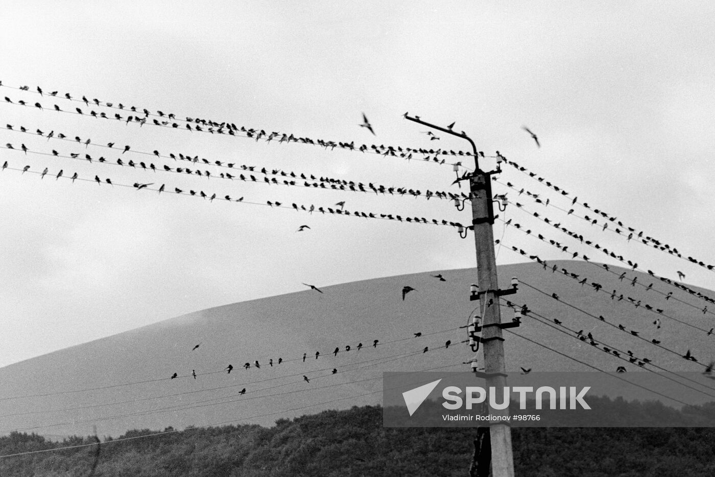 Swallows Wires 