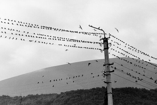 Swallows Wires 