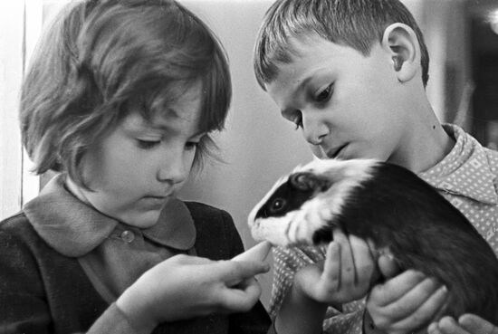 CHILDREN KINDERGARTEN GUINEA PIG