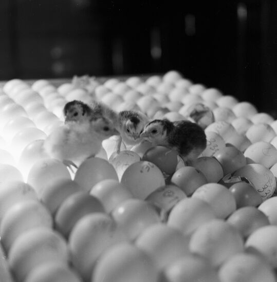 EGGS GUINEA FOWL CHICKS