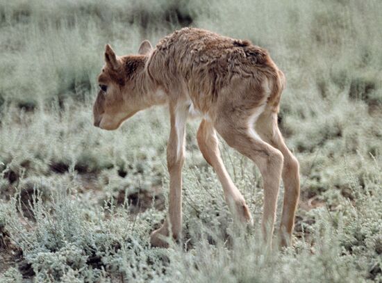 Saiga antelope Kalmykia
