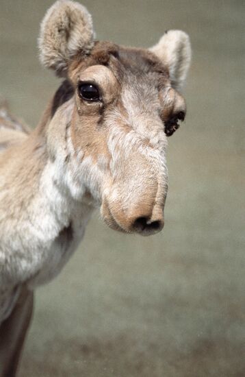 Saiga antelope Kalmykia