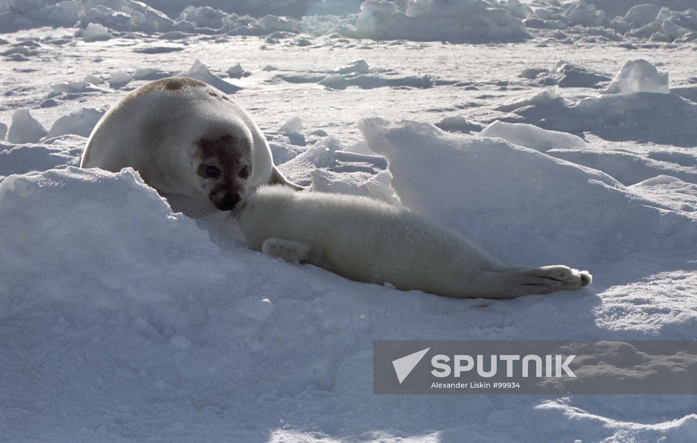 Seal Cubs 