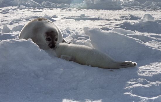 Seal Cubs 