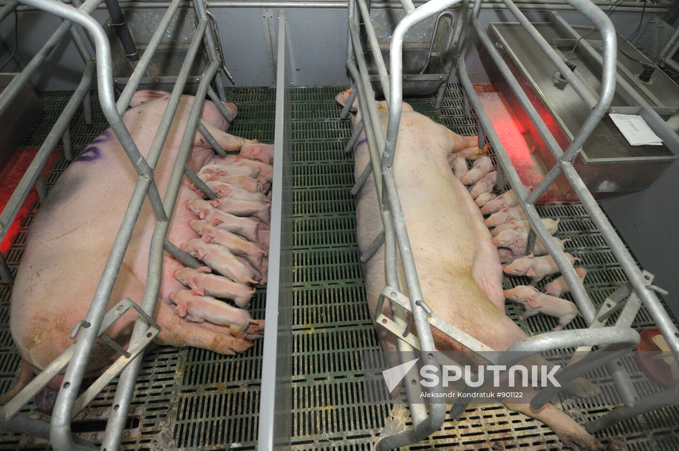 Work at "Rodnikovsky" pig farm