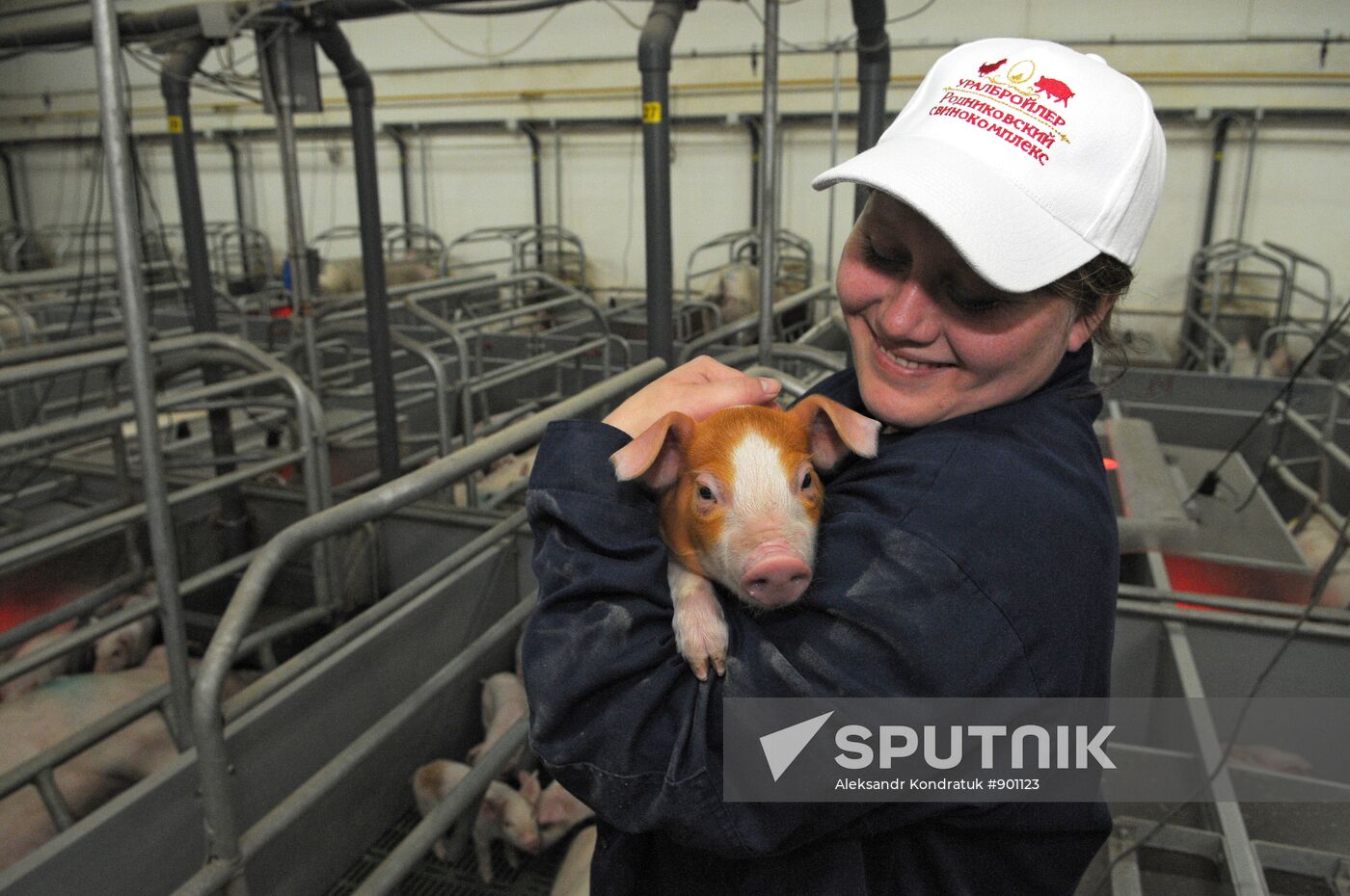 Work at "Rodnikovsky" pig farm