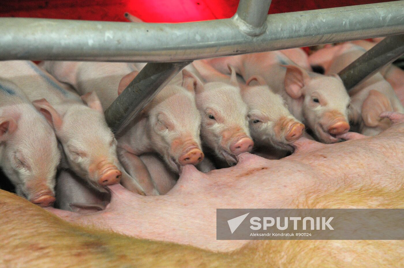 Work at "Rodnikovsky" pig farm