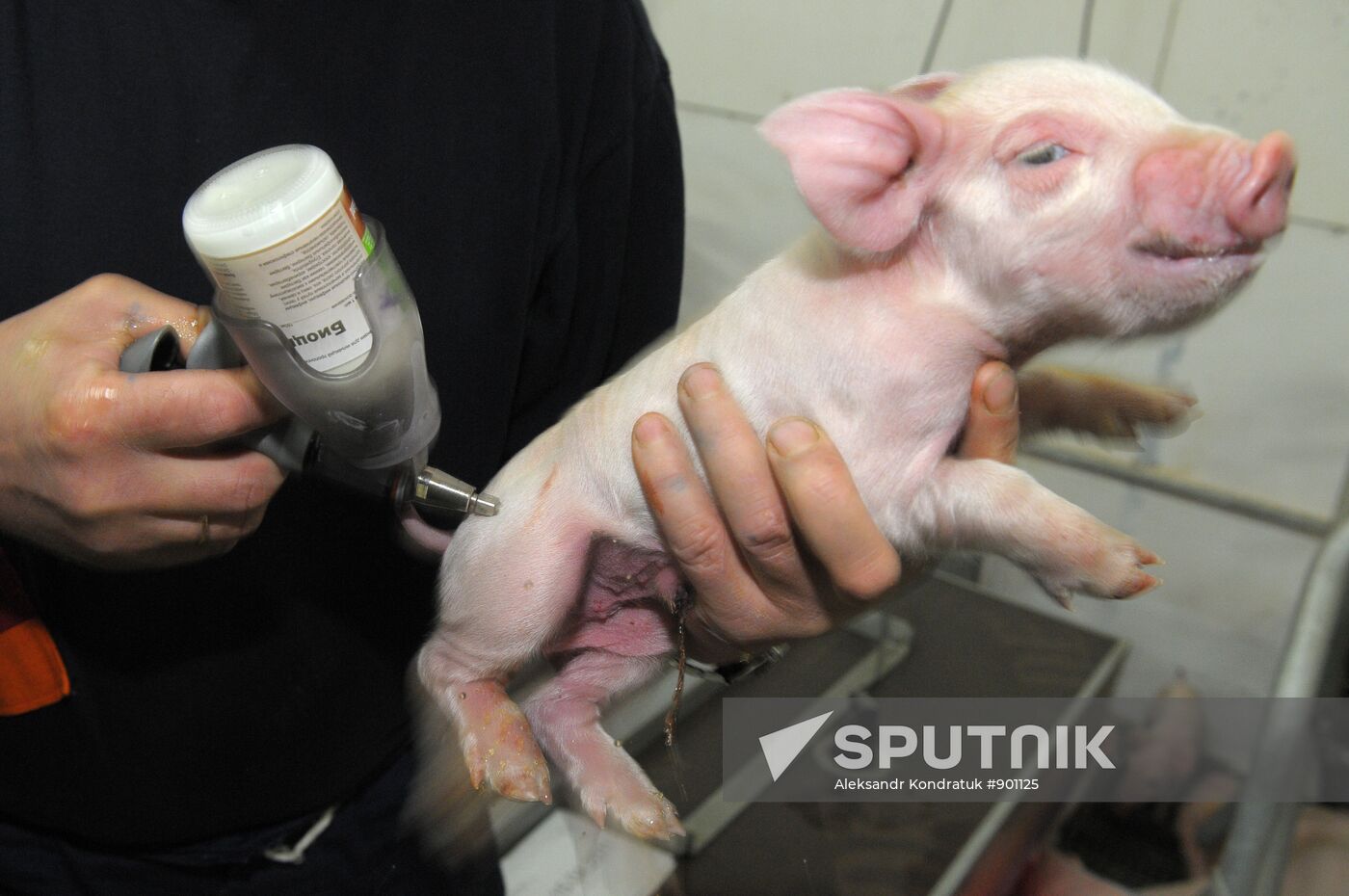 Work at "Rodnikovsky" pig farm