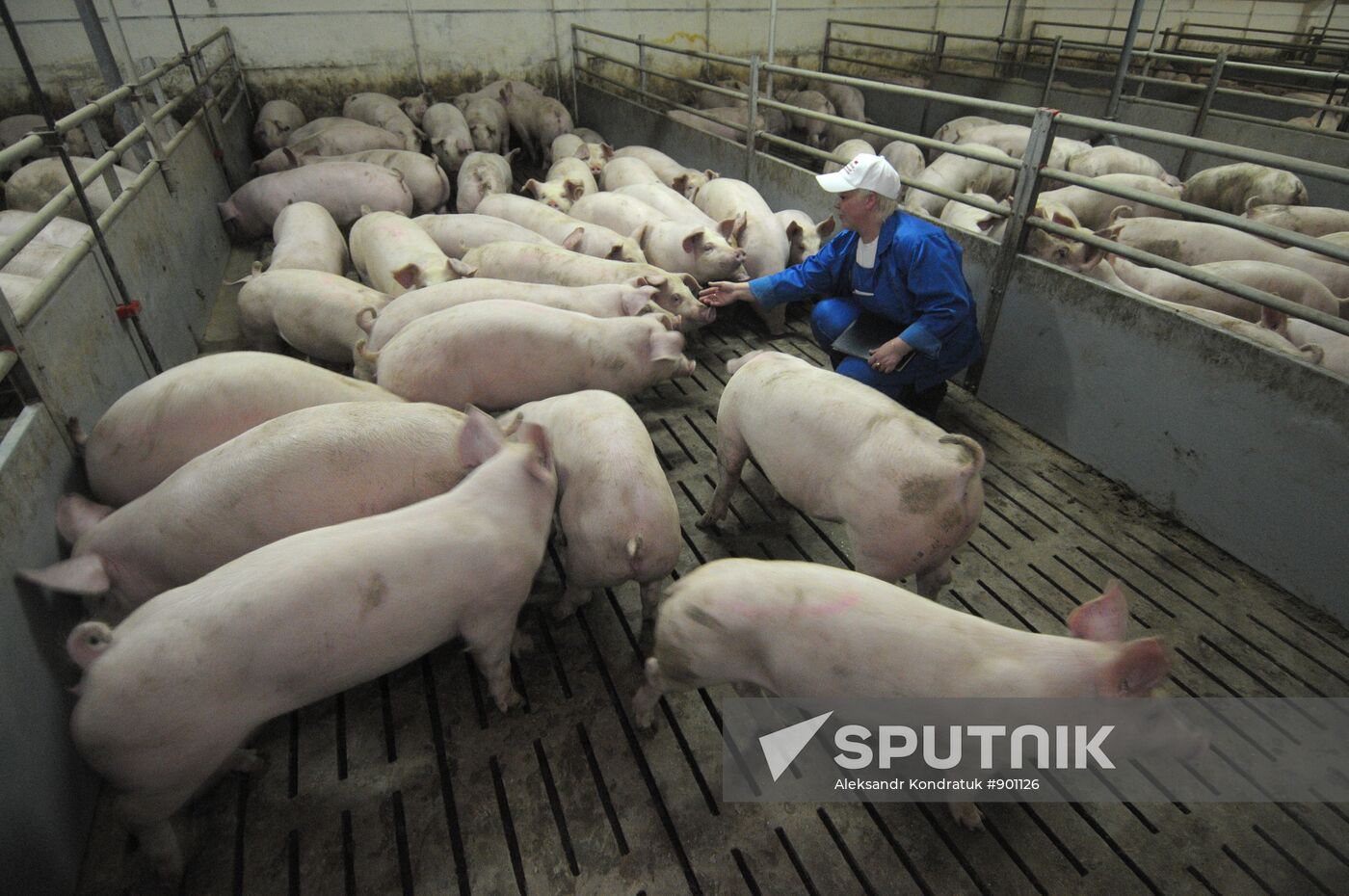 Work at "Rodnikovsky" pig farm