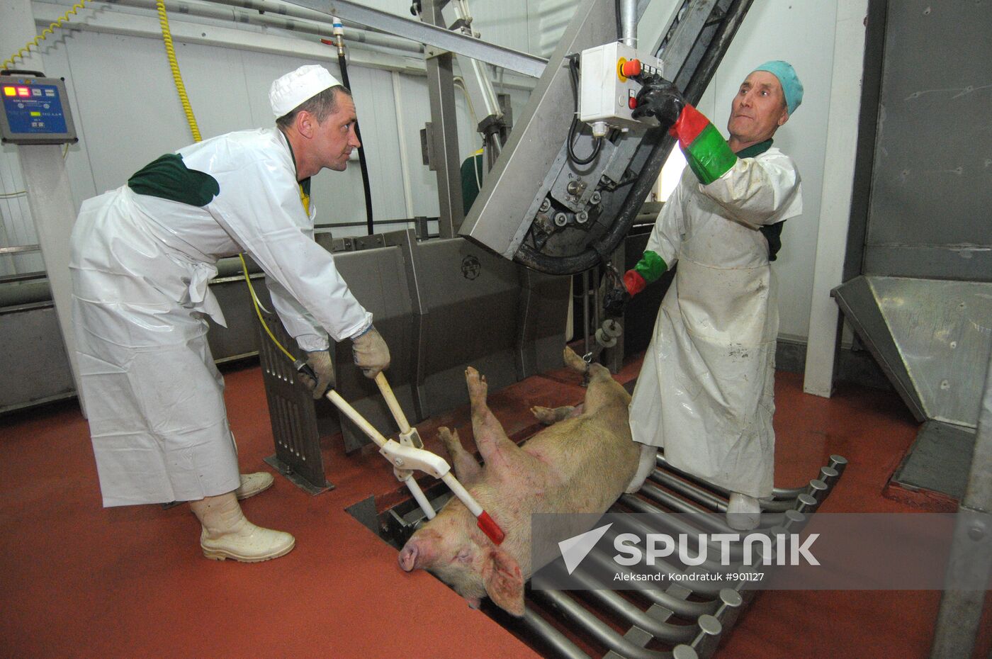Work at "Rodnikovsky" pig farm