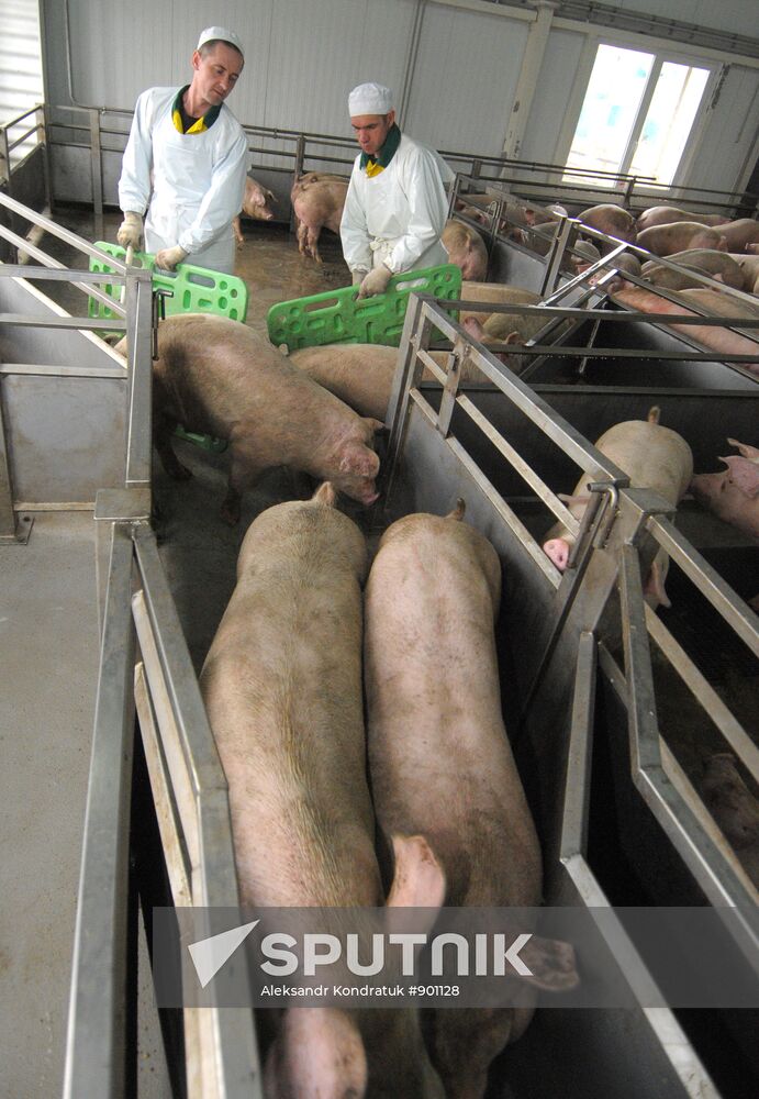Work at "Rodnikovsky" pig farm