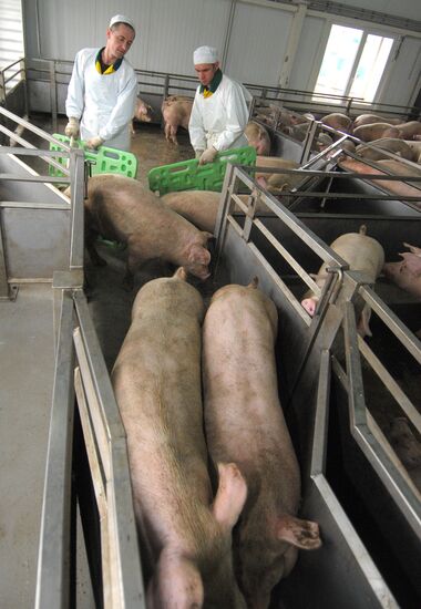 Work at "Rodnikovsky" pig farm