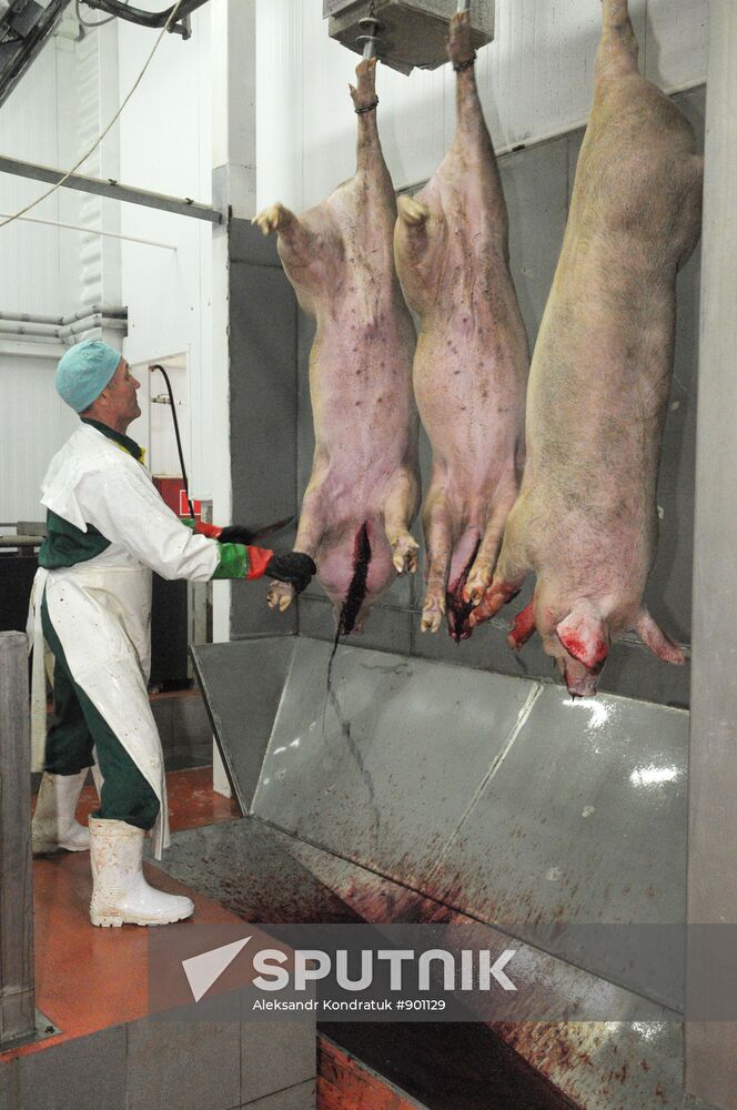 Work at "Rodnikovsky" pig farm