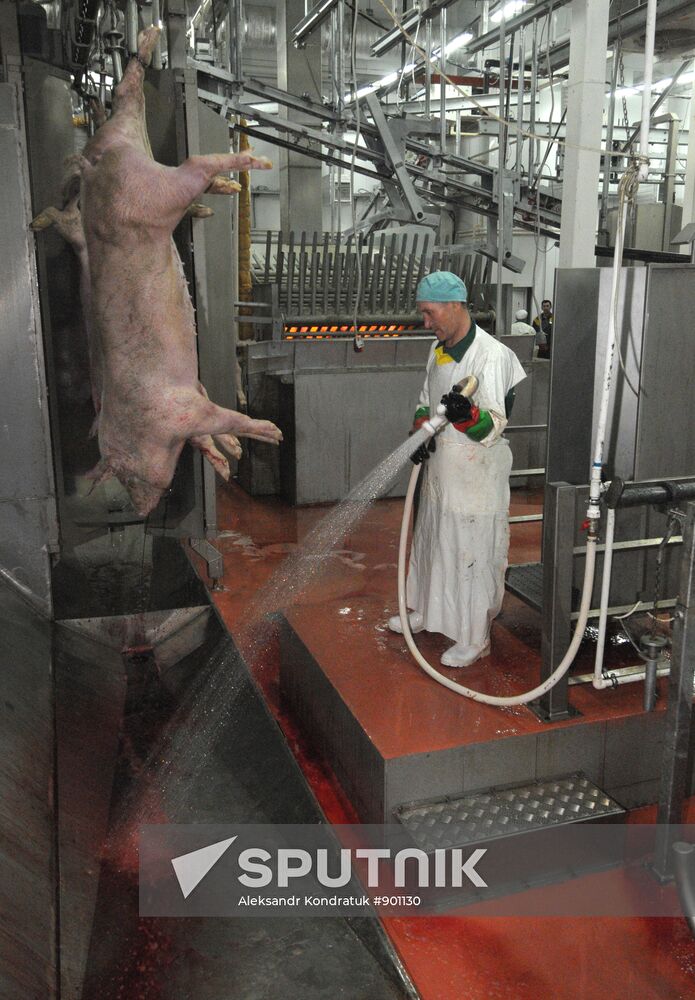 Work at "Rodnikovsky" pig farm