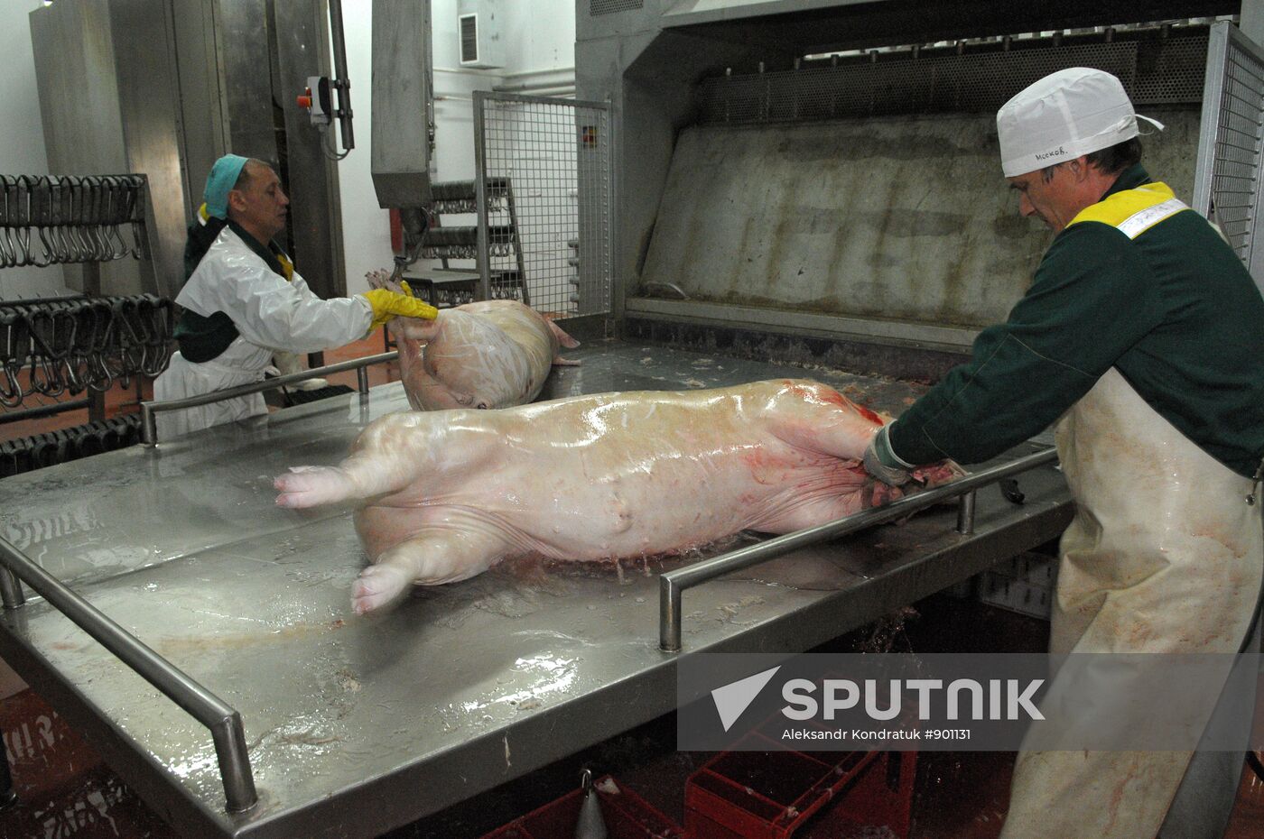 Work at "Rodnikovsky" pig farm