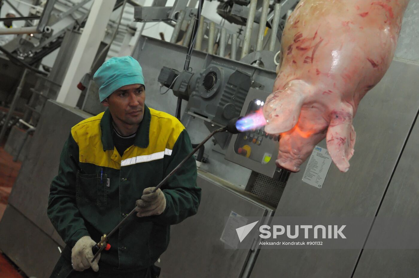 Work at "Rodnikovsky" pig farm