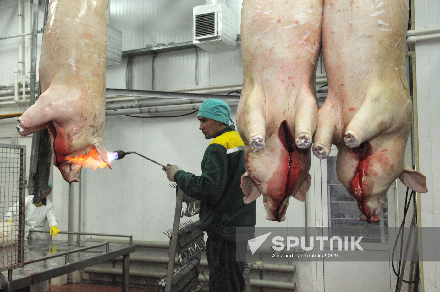 Work at "Rodnikovsky" pig farm