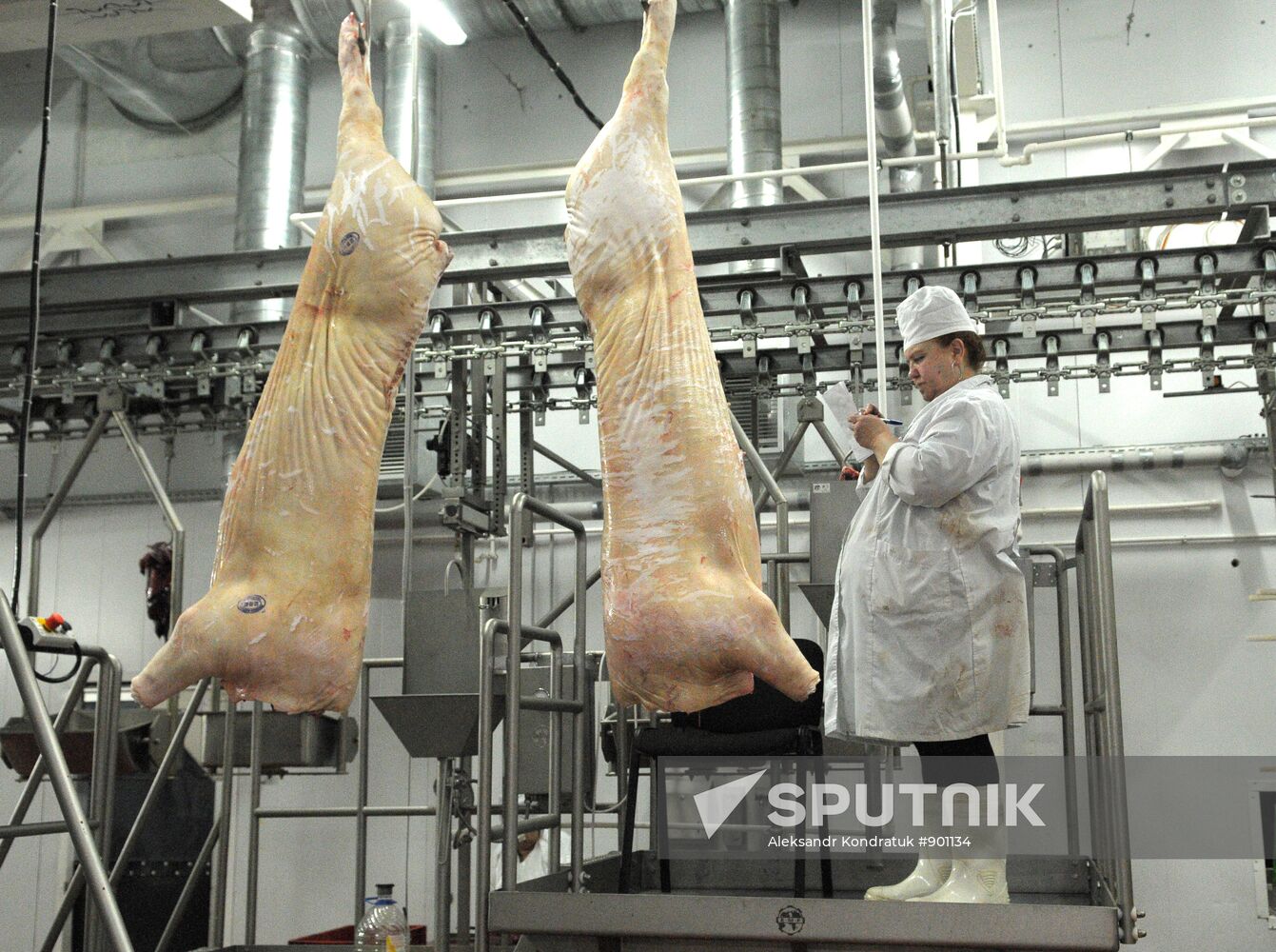 Work at "Rodnikovsky" pig farm