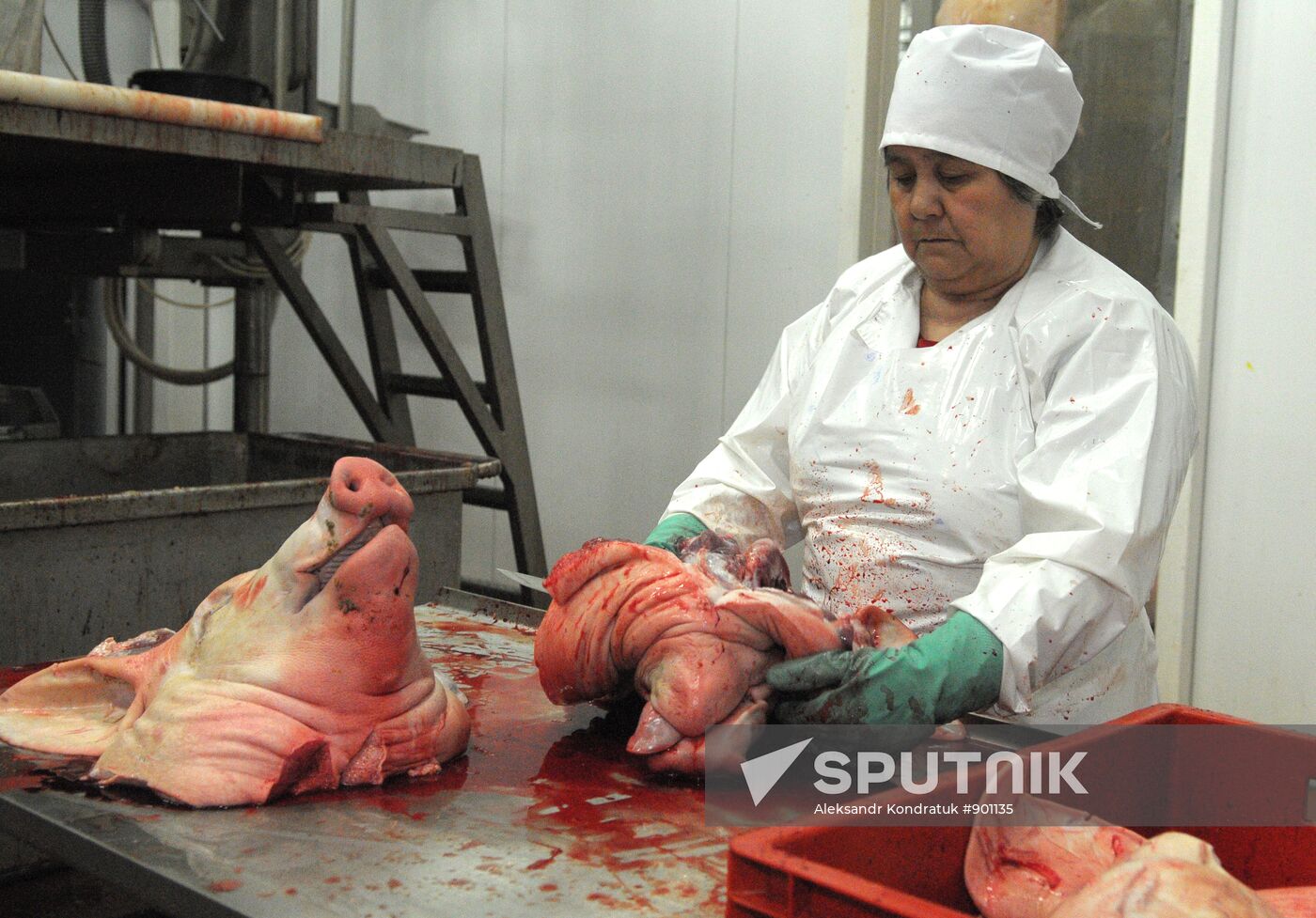 Work at "Rodnikovsky" pig farm