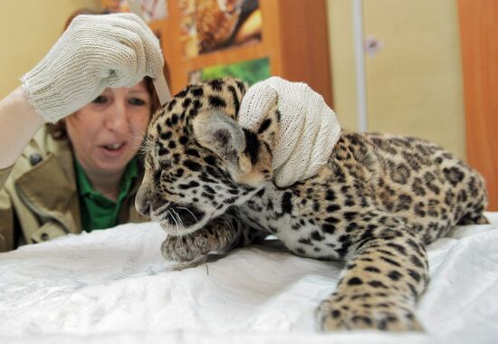 Newborn jaguar cubs at St. Petersburg Zoo