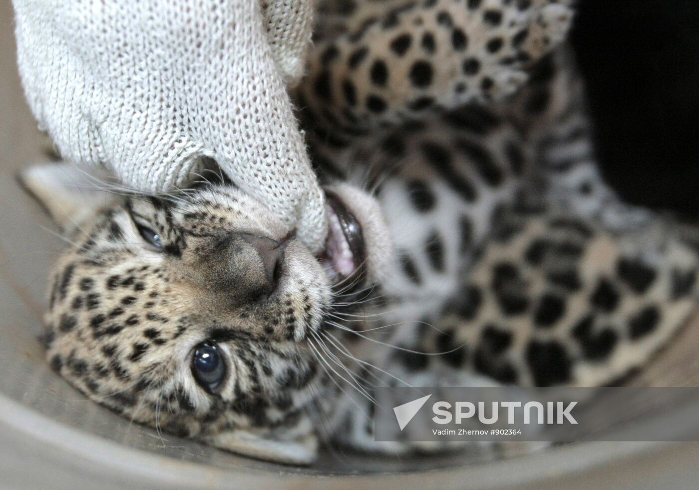 Newborn jaguar cubs at St. Petersburg Zoo