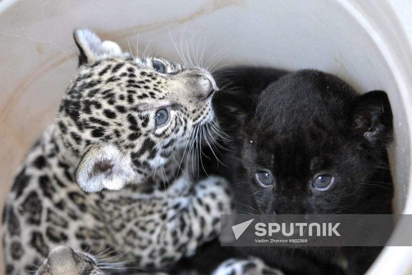 Newborn jaguar cubs at St. Petersburg zoo