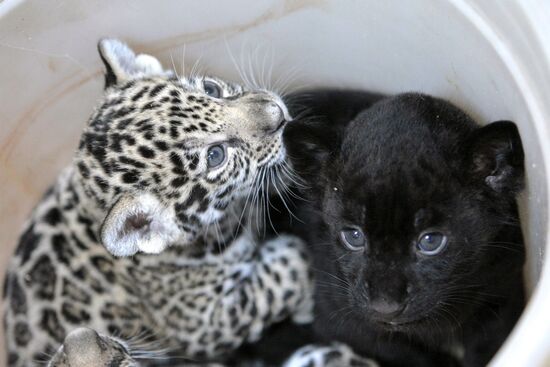 Newborn jaguar cubs at St. Petersburg zoo