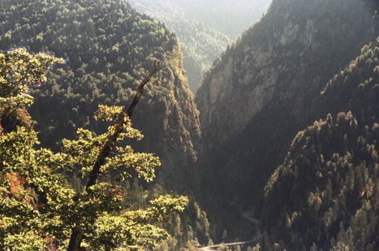 Landscape