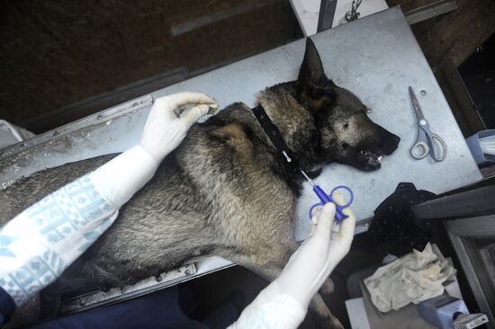 Capturing and vaccination of stray dogs in St. Petersburg