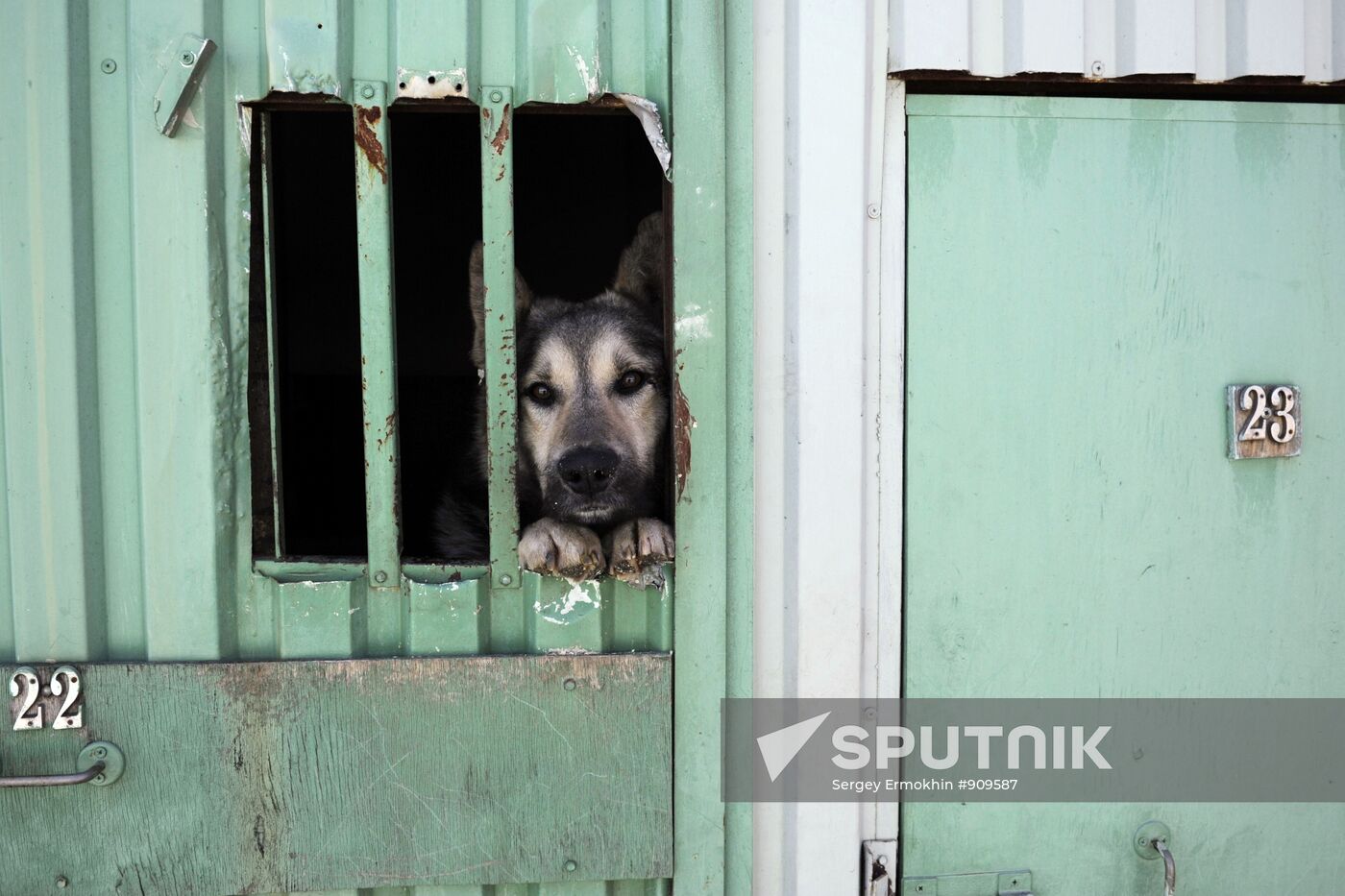 Capturing and vaccination of stray dogs in St. Petersburg