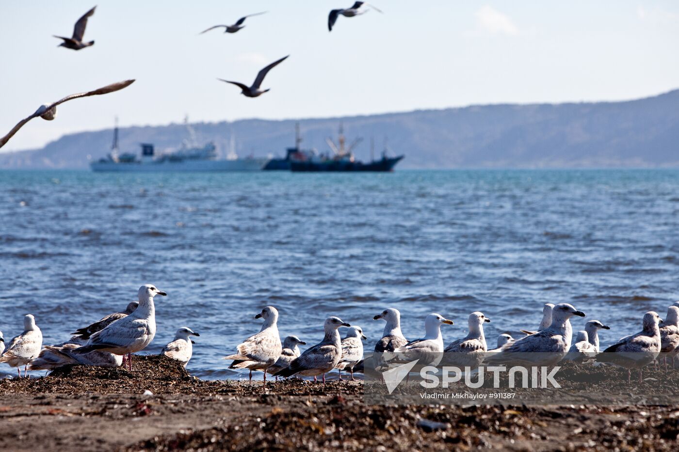 Gulls on shore of South Kuril Bay on island of Kunashir