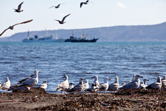 Gulls on shore of South Kuril Bay on island of Kunashir