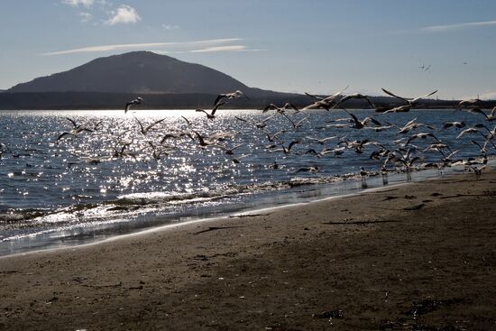 Gulls on shore of South Kuril Bay on Kunashir island