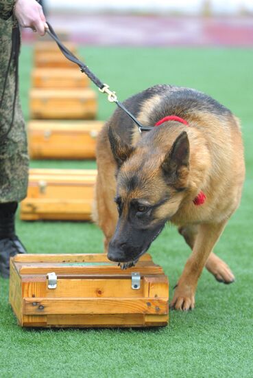 Professional Canine Championship of Russian customs authorities