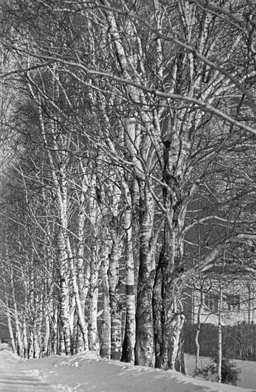 A birch-tree alley