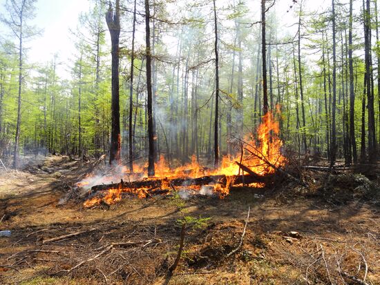 Wildfires in Yakutsk