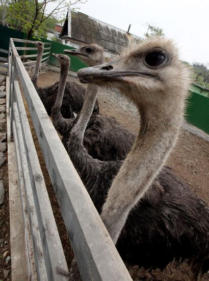 Ostriches
