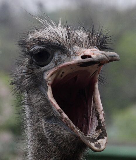 Ostrich