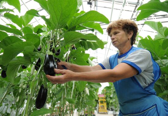 Work in greenhouse complex of LLC Trubichino in Veliky Novgorod